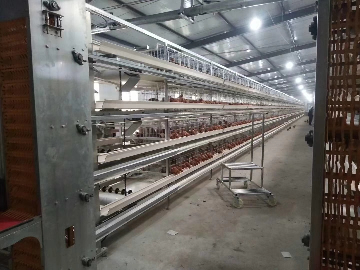小层叠蛋鸡笼养设备